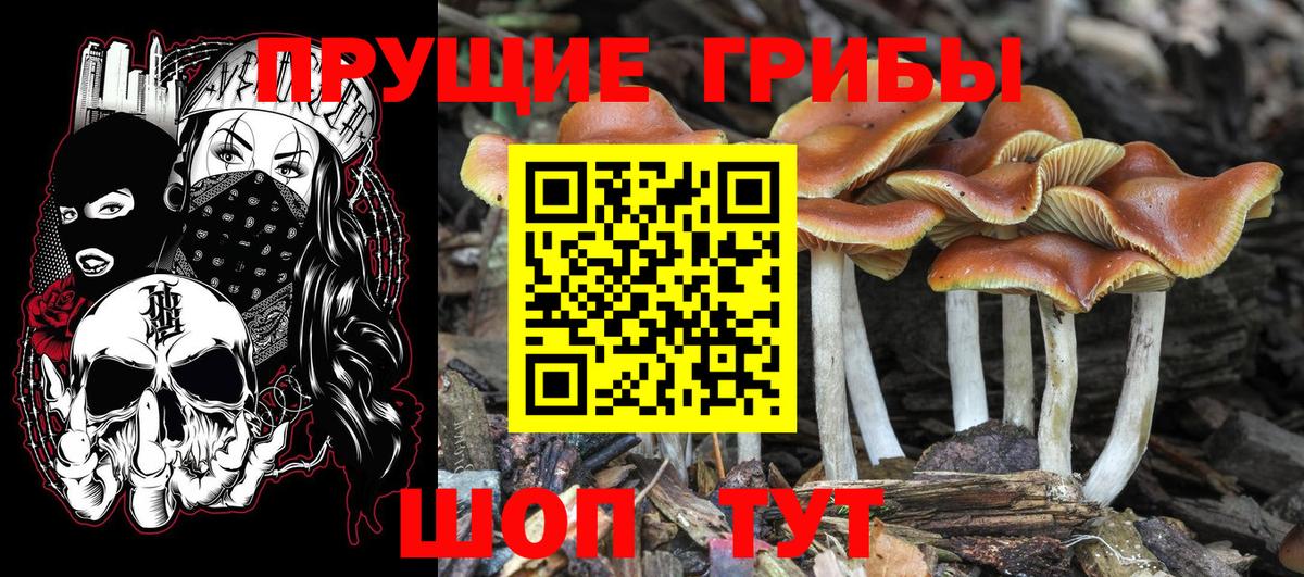 Галлюциногенные грибы Magic Shrooms  что такое   Баксан  Вход с VPN 